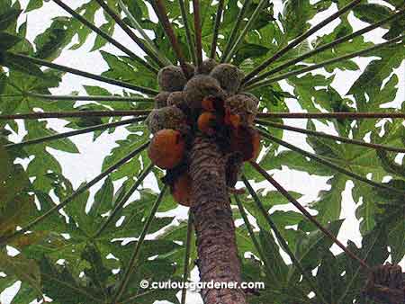 Can you see how infested the green fruits are? They're thoroughly coated with mealybugs!