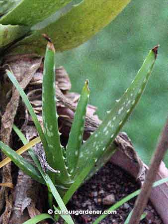 Keep an aloe vera plant confined in a pot long enough and it will start multiplying...