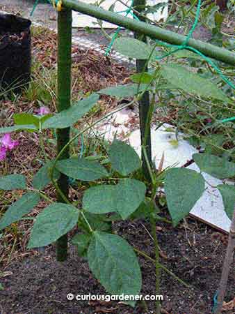 Three precious long bean plants that were just planted out in the garden (as opposed to kept carefully in the shelter where we'd remember to water the young plants).