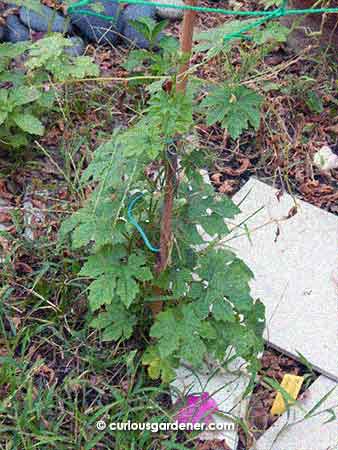 This bittergourd plant has been perking up a little in the slightly cooler weather, so we have higher hopes for it.