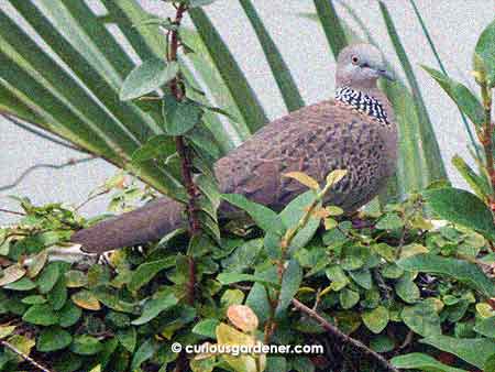 These speckled doves also seem to like to perch in many places - here is one on the wall between houses, seemingly very happy amidst the thick ivy!