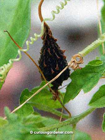 How horrible is it that fruits dried up like this on the vine during the drought?