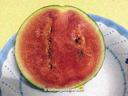 Cross-section of the watermelon. What a thin rind!