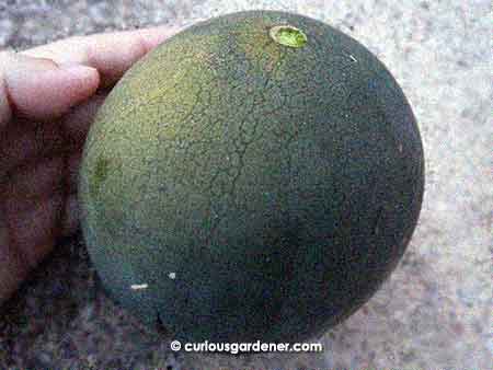 Aw, it's still pretty small! Not unless it's a miniature watermelon...