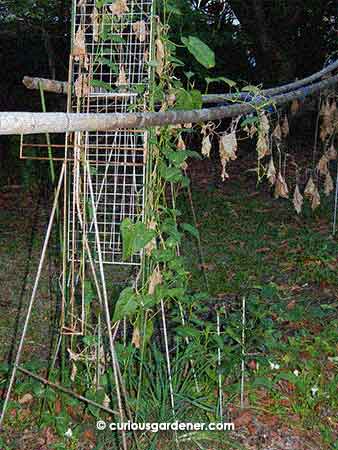 The kangkong plants are a surprise survivor because we didn't go out of our way to water them at all. Aren't they supposed to be water-loving plants? They provided ground cover under the marrow trellis, and eventually climbed up to take over the trellis when the marrow plant died off.