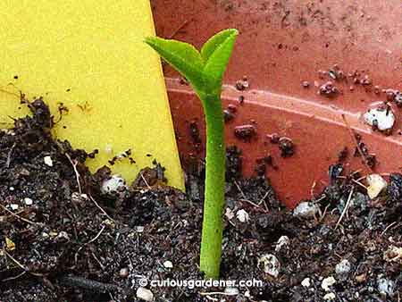 Looking at the edges of the leaves, I can see they're somewhat serrated looking, like the kaffir lime plant. So I'm quite confident in saying that these are citrus plants - rather, lemon plants!