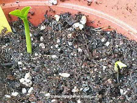 Two lemon plants beginning to grow.