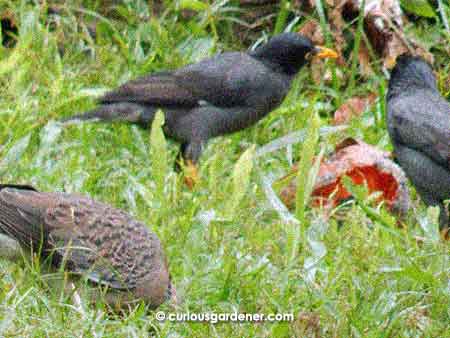 Here are two sets of birds demonstrating their differences in diet - mynahs eating up a papaya that had fallen from the tree, and a dove busily pecking at grass seeds (which is why you don't see its head).