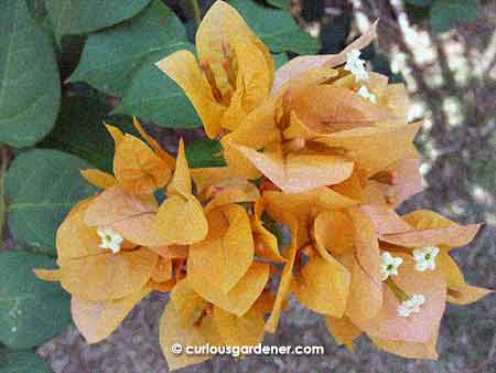 Also on the salmon-coloured plant is a lighter orange cluster of flowers