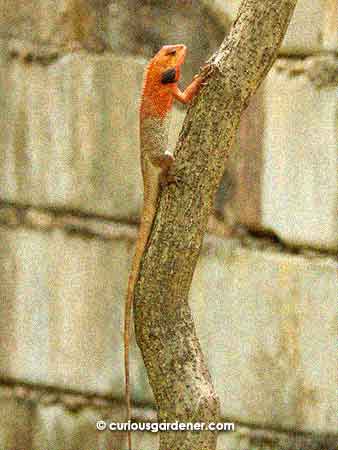 There are several oriental garden lizards living here. They are territorial creatures that stake a claim in certain areas - like a tree or stretch of the wall - and you can count on seeing them at the same place every day. This fellow caught my attention because he got alarmed when I walked by with the camera, and changed the colour of his head to warn me off. When calm, the entire body is the same colour as the lower half in this photo. Only males change colour like this.