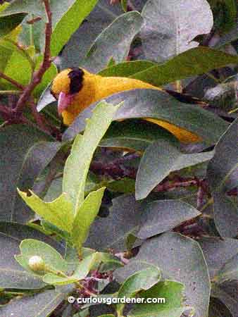 Here's another "bandit" - the black-naped Oriole. They are very alert and shy, and tend to fly off quickly whenever we pass by, so I count myself lucky to have taken this shot of it in the jambu tree.