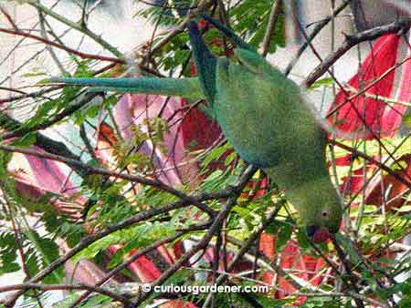 This photo is not rotated in the least - the green parakeets that visit our peacock trees have been seen in all kinds of acrobatic positions as they feed on the bean pods on the trees.