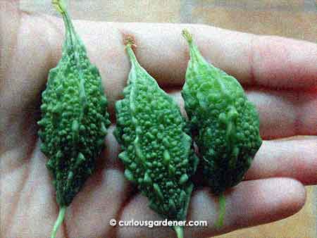 Decent-sized fruits - for a mini bittergourd, that is.