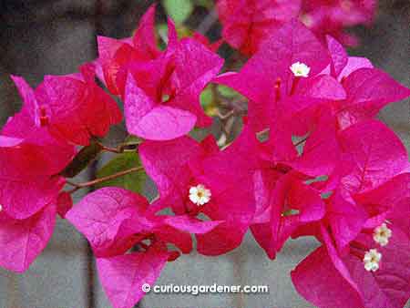 The standard purple/pink bougainvillea flower.