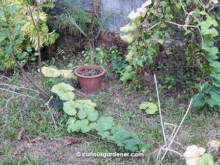 Not a pumpkin patch any more, this is what's left of the pumpkin vine.