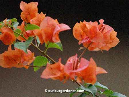 A pleasant salmon-orange bougainvillea