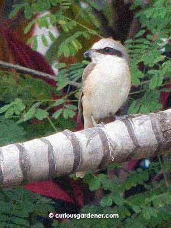 This is one of the best shots I've ever taken of the Brown Shrike. While small in size, they are hunting birds that like to take a high perch and watch for prey on the ground. They eat insects and small creatures like lizards. My mum refers to it as the "Bandit Bird". Can you guess why? :D