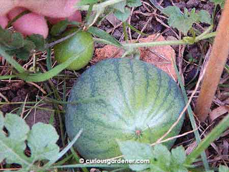 One of these fruits is on a vine that must have taken root well! It has grown tremendously while the other fruit is not growing as noticeably.