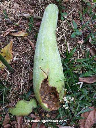 This marrow broke open when it was aborted by the vine during the drought.