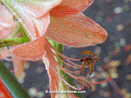 Look! Even the ants like the lilies - well, the pollen, anyway...