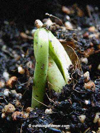 Ladies and gentlemen, we have the first red flat bean sprout! The other two were also stirring but not as advanced as this one.