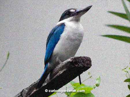 Leave something for birds to perch on, and birds will perch on them! I was lucky to spot this Collared Kingfisher as it began to drizzle late one afternoon.