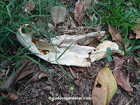 The outer skin of the fruit that remained after about 2 months.