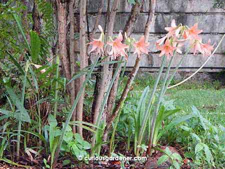 Another photo of the cluster of lilies just because they look so happy!