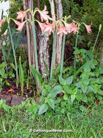 Our main cluster of Hippeastrum lilies that I planted around the base of our orange Peacock trees.