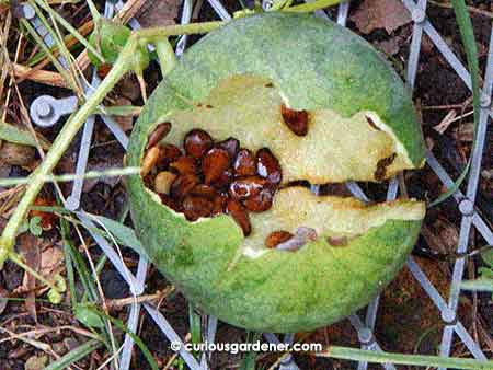 This is a sad but curiously intriguing sight - to me, anyway. I'm guessing this was the work of an insect first, then snails.