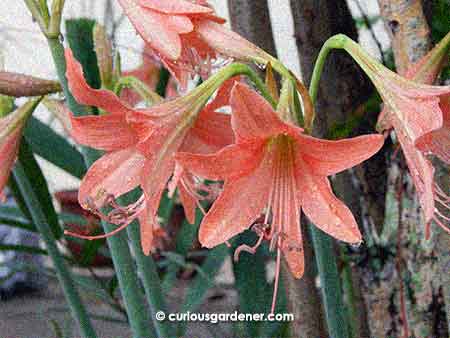 We love the salmon pink of these flowers! And how they grow as a cluster at the top of each stem.