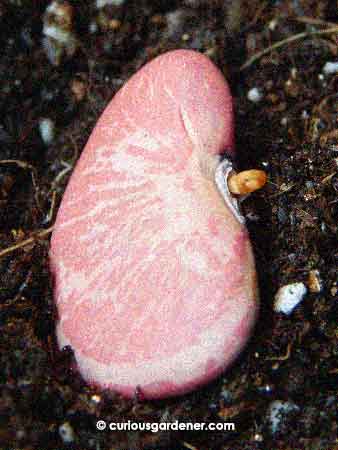 A closer look, because I'm quite fascinated with the beans. Isn't it cool how much like a lung it looks? I also have to own up that I didn't sow the seeds for about two days after choosing them - they remained wrapped in a bit of tissue before I sowed them, which is why I'm doubly thrilled that they actually, ALL, germinated!