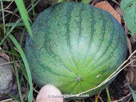 Here's the watermelon after it plateaued out. At this point I was hoping it was just taking a breather and would get bigger.