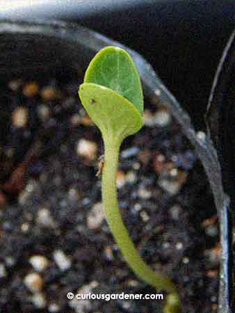 The first plant to grow from seeds kept from the first harvested watermelon!