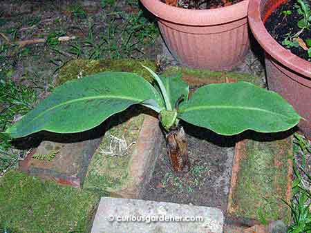 The banana sucker when it was first planted last March.