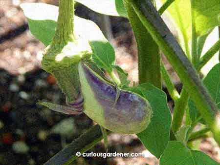 The first fruit on the purple brinjal plant!