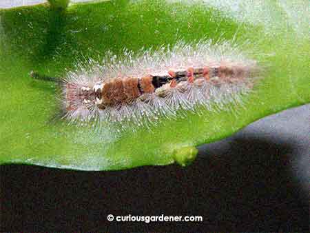 This is the most decorated hairy caterpillar I've ever seen!