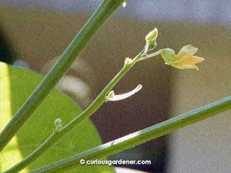 All the red flat bean flowers have aborted so far...