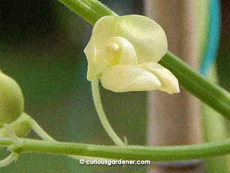 A closer look at one of the flowers.