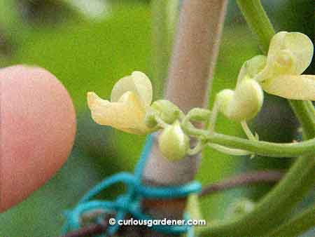 Such small flowers! Are these true to form and can they really grow beans that produce seeds that are about an inch long each?