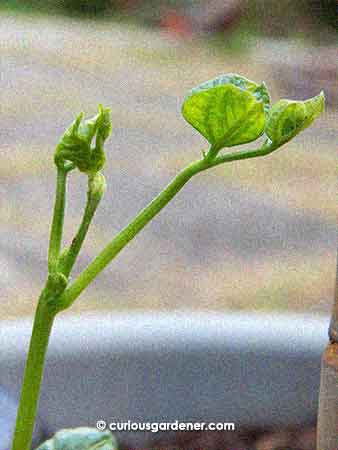 Young leaves of the flat red bean plant.