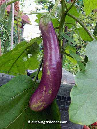The first purple brinjal on this plant - a rather sizeable one, compared to the earlier ones we've grown.
