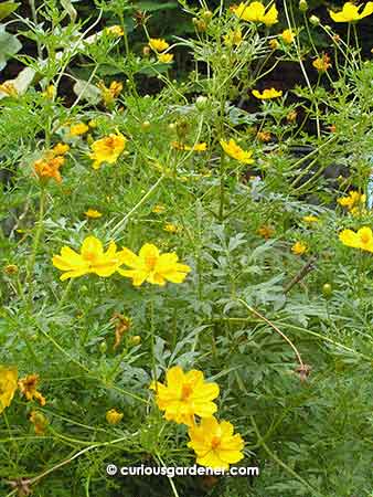 Yellow cosmos plants add such a splash of colour!