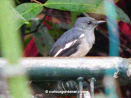 Either a female or juvenile magpie robin - I'm not sure!