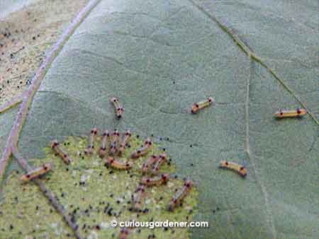 It appears to also be the season for hairy caterpillars, because I've found a couple of hatches like this on my plants.