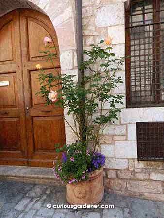 I noticed that there are lots of nice varieties of big terracotta pots over there. Here, a rose plant shares space with lower flowering plants.