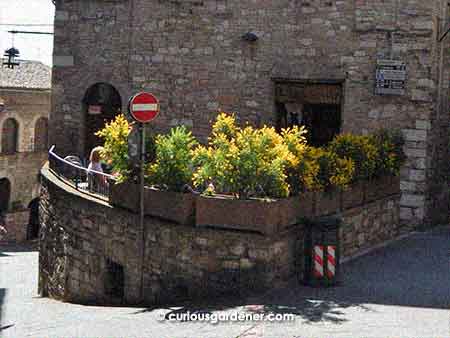 Outdoor cafes and restaurants make good use of container plants to create privacy screens.