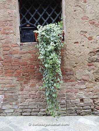 Some places had something simple, like this pot of ivy sitting on the window ledge.