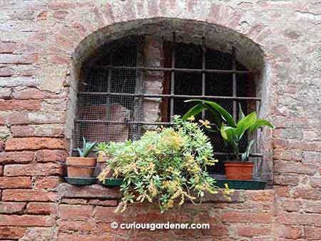 Others had a mix of different plants sitting on the window ledge.