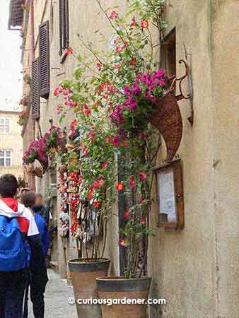 This was a very tasteful combination of tall plants on the ground with wall-mounted flowering plants. I noticed that the cornucopia basket seemed to be in vogue in some places.